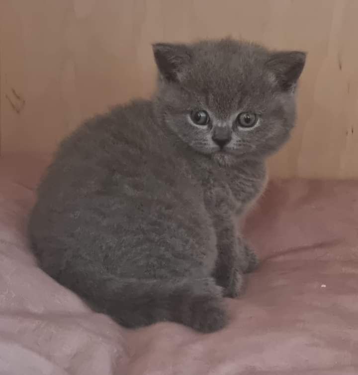 Puiuti British shorthair blue