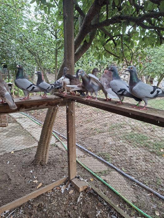 Vând un lot de 30 de porumbei voiajori
