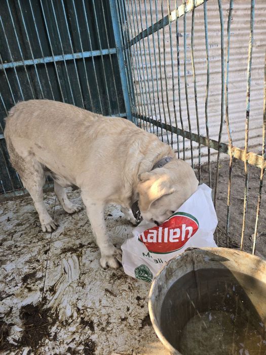 Лабрадор домашний в добрые руки!!