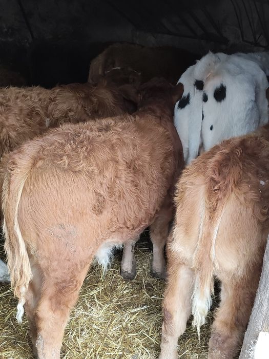 Vând vitei de limousine și baltata