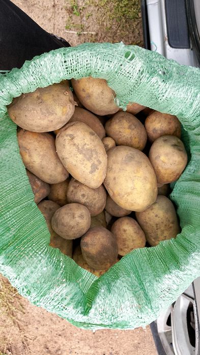 Продам домашний картофель
