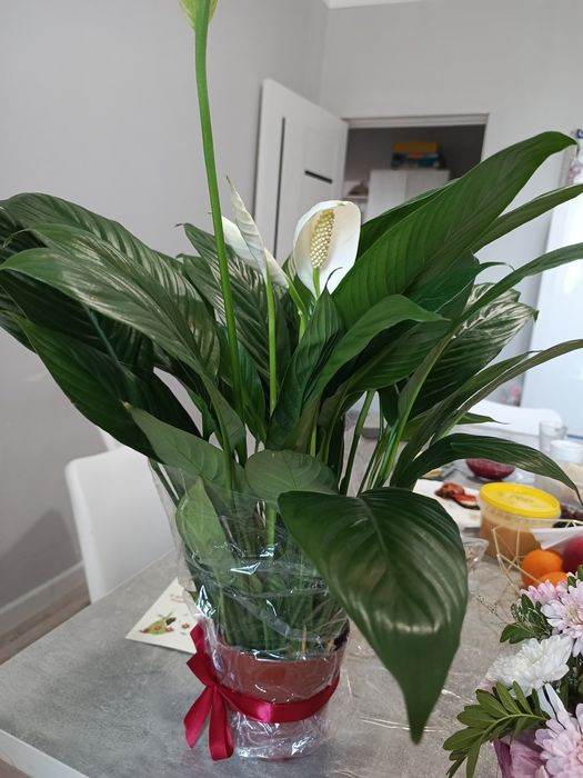 Цветы женское счастье на подарок