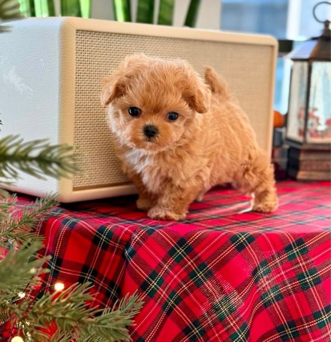 Maltipoo toy pudel mini toy poodle toy apricot roscat