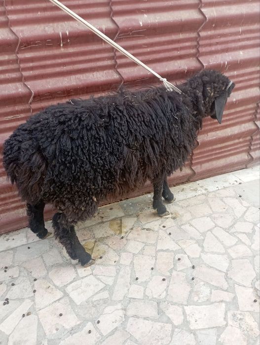 Qoʻchqorcha sotiladi