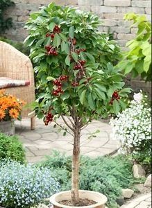 Pomi Fructiferi Pitici Dwarf (Vișin)