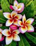 Plumeria plante de vânzare