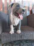 Amstaff blue rasă pură