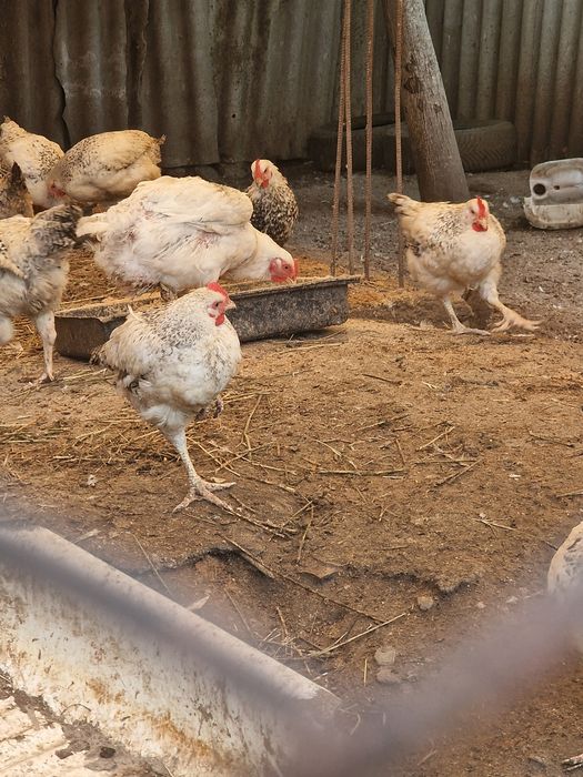 Rate de carne si ouă  de vânzare