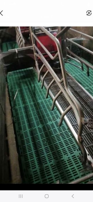 Boxe de fatare suine echipamente ferme zootehnice