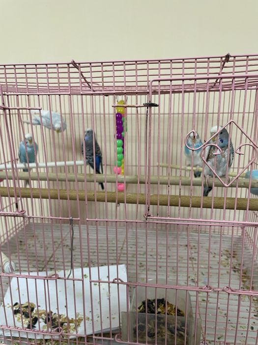 волнистые попугай семейка