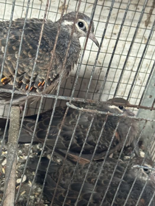 Turturele razatoare si aripa de bronz