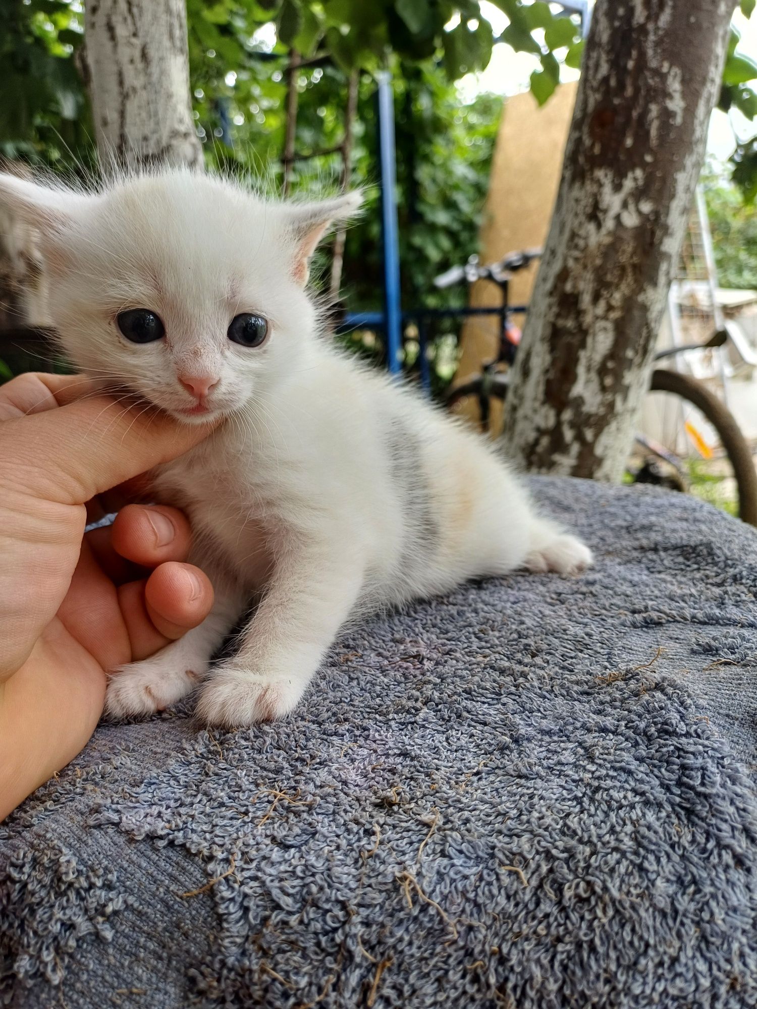Отдам котят в добрые руки