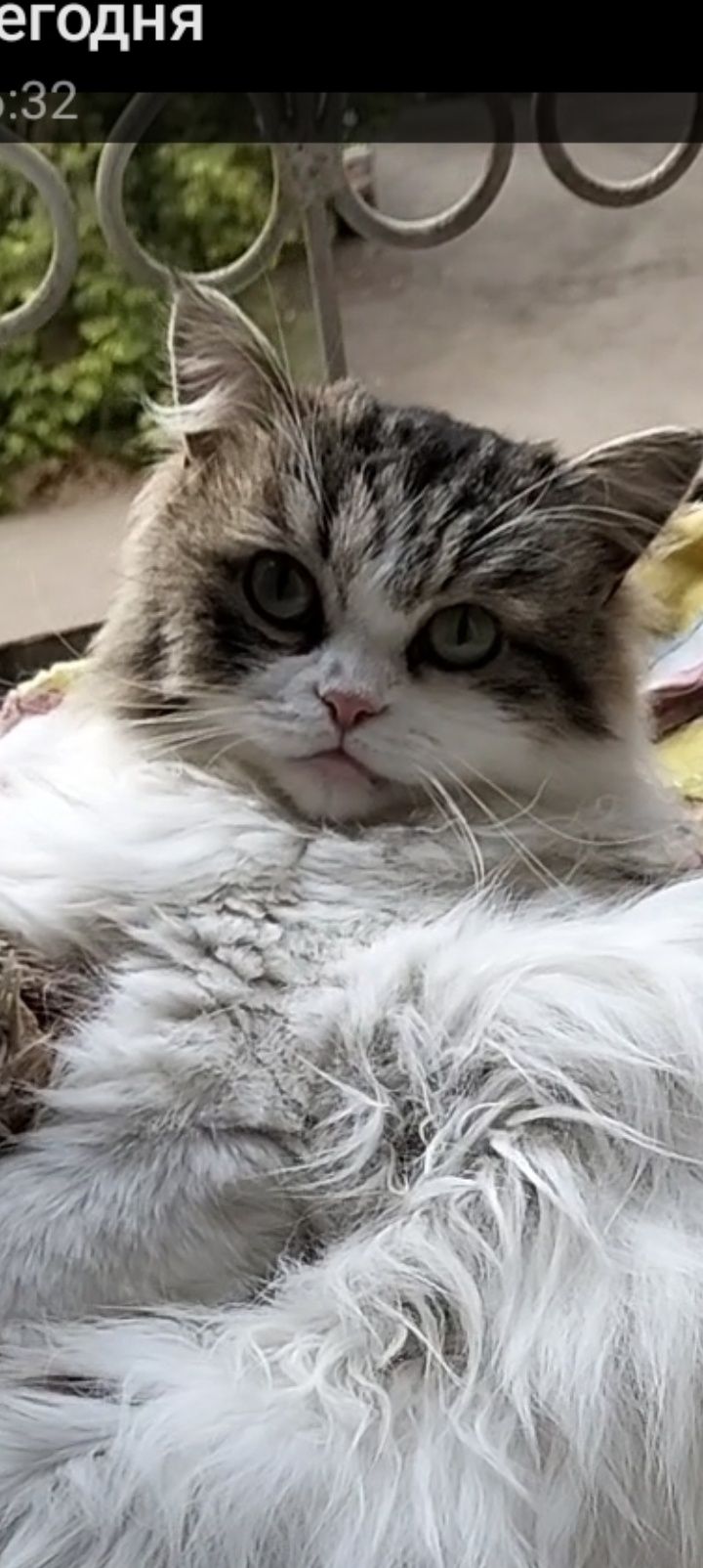 Отдам красивую кошечку