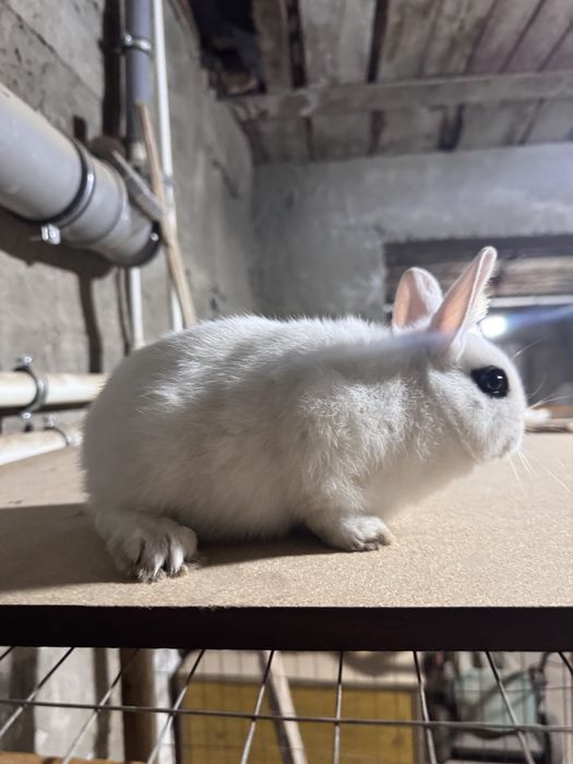 Karlik quyon hatot blan baran