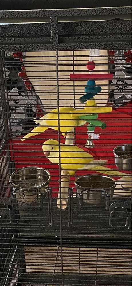 Puiuți de papagal Călugăr galben