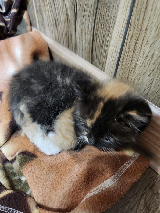 Котята, два месяца