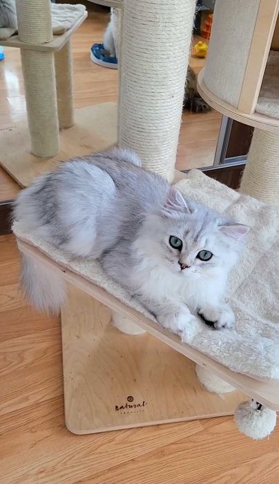 British longhair baiat iubitor cu pedigree