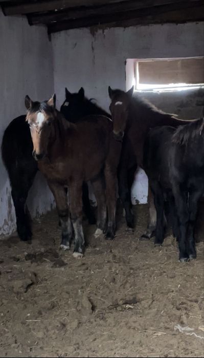 Продам лошадей жеребята жеребчики