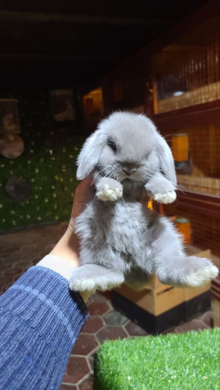 Kata bopketmidigon karlik quyonlar