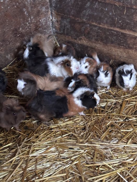 Porcușori de guineea