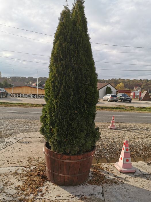 Tuia, brad, magnolia, mesteacăn, platan, tei, etc