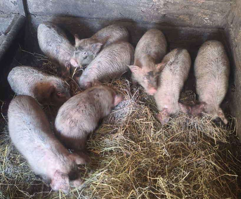 Продам поросят порода ландрас с белой украинской. От 1.5-3 месяцев.