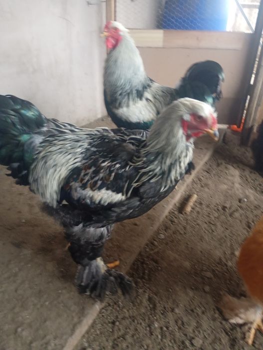 Brahma herminat închis