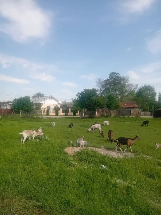 Vând 7 capre cu lapte ,4 iede si 1 tap de 2 ani  Scornicești   .