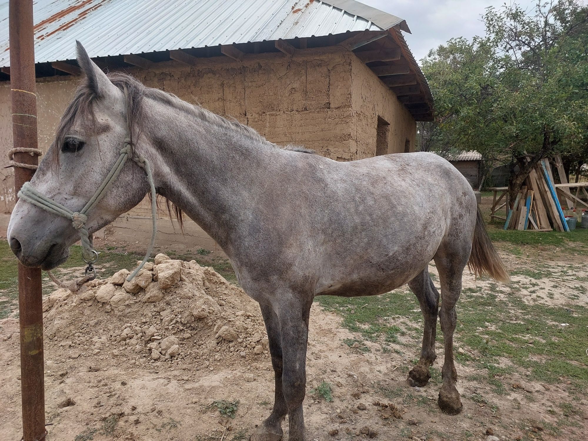 Баиланған жылкы сатылады