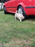 Catel de talie mare tip Kangal