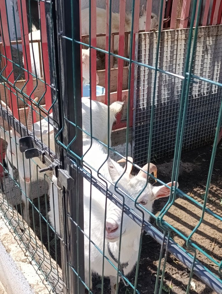 Ieduțe,iezi și un singur țap de vanzare