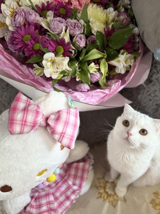 Mushuk zoti skotish fold