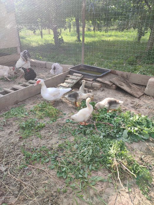 Rata muta cu Boboci de gâscă