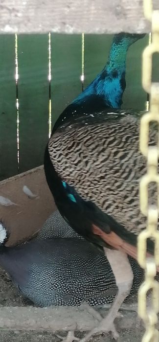 Păun mascul de vânzare