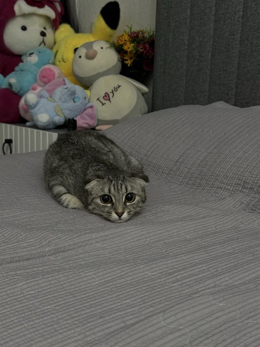 Кошка мысық сатылады