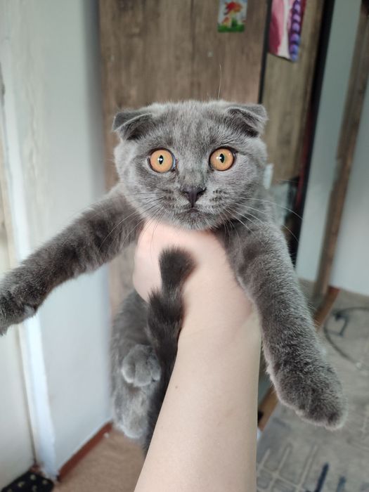 котятенок девочка скотиш фолд