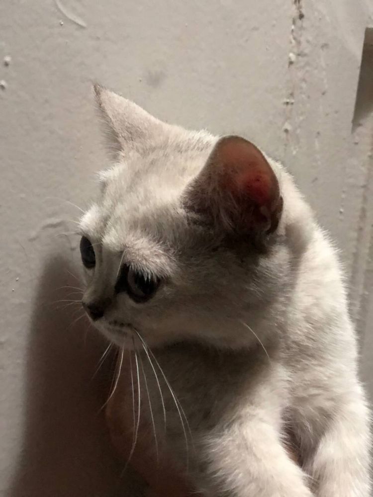 Кот. Британский белый кот