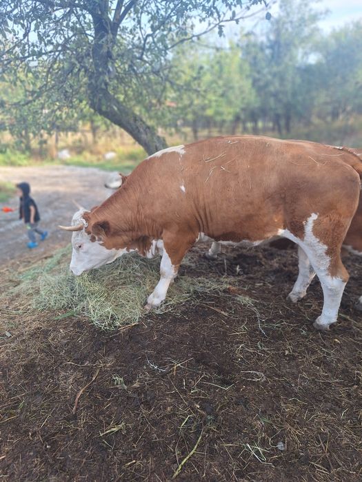 Vând juninci  gestante