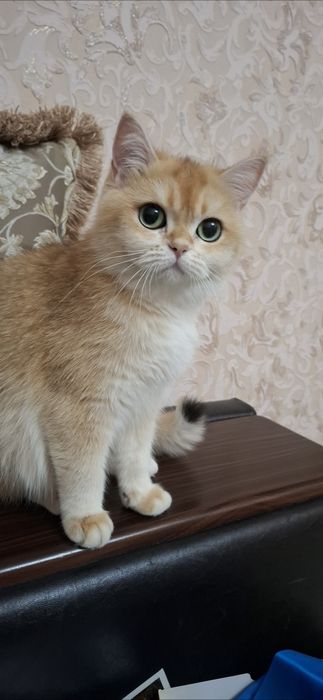 Mushuk, shinshilla