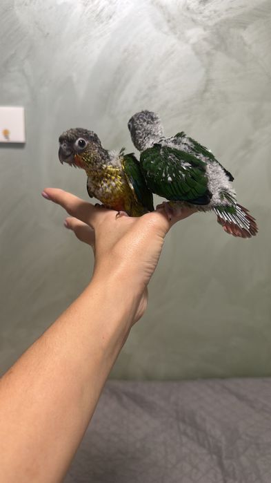 Папагали Пиррура ръчно хранени