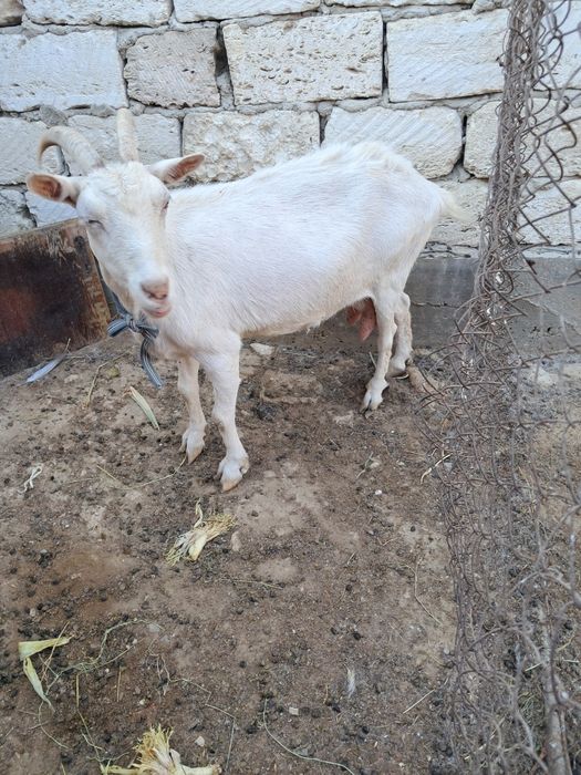 Заанен тұқымды ешкі сатылады