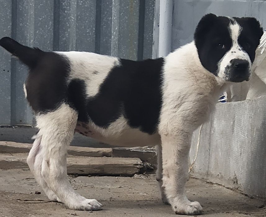 Алиментный кобелек   Алабай. От крупных производителей.