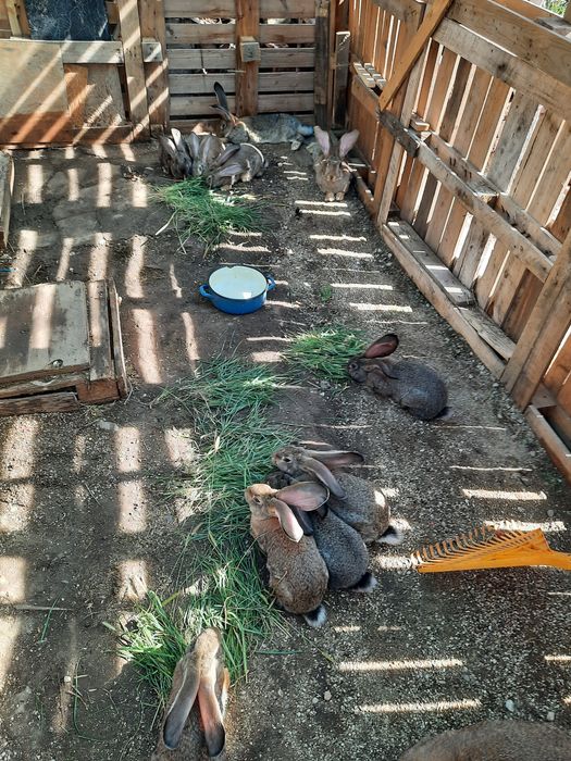 Vând iepuri uriaș german