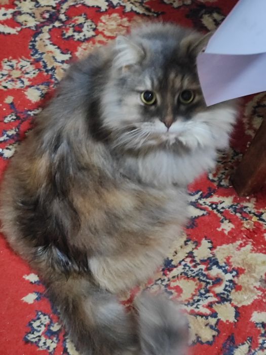 Длинношерстная великобританская кошка