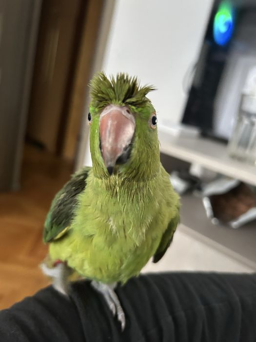Papagal micul alexandru verde