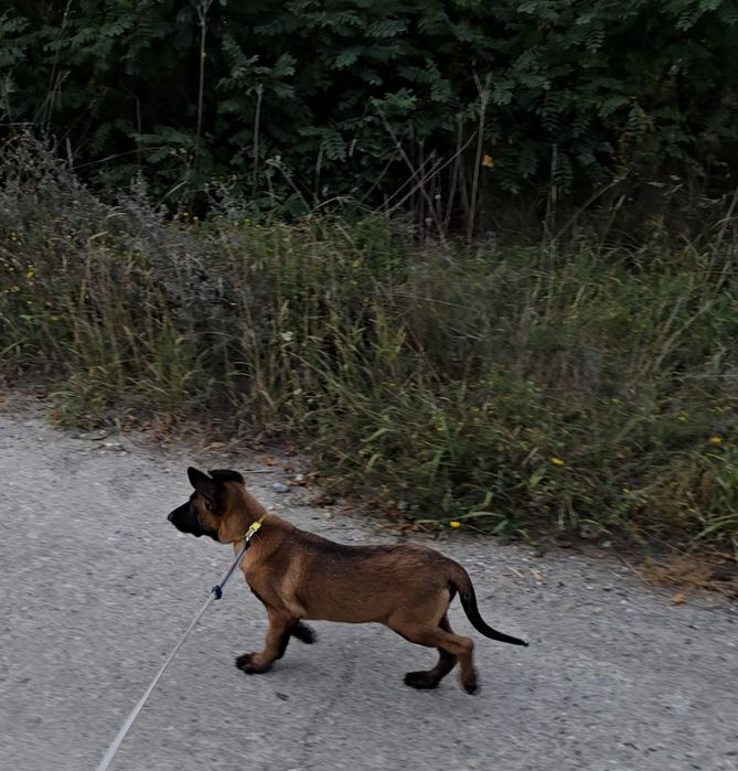 Ciobănesc belgian malinois femela