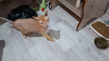 Отдам кота в хорошие руки