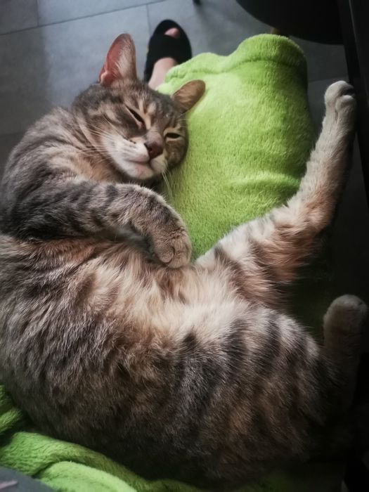 Подарява се котка