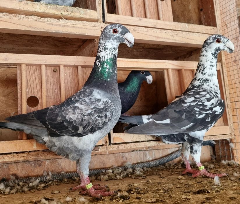 Germani de frumusete!