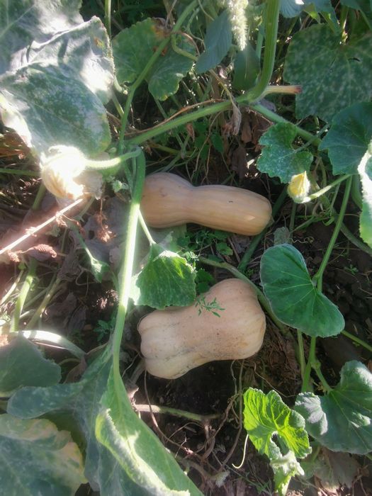 Porumb de fiert 3 lei bc